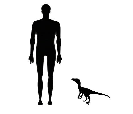 Compsognathus size compared to an adult human.