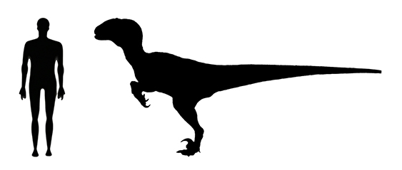 Jurassic Park / Jurassic world Velociraptor size compared to an adult human.