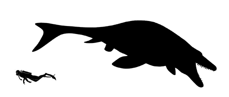 Mosasaurus size compared to a human adult.