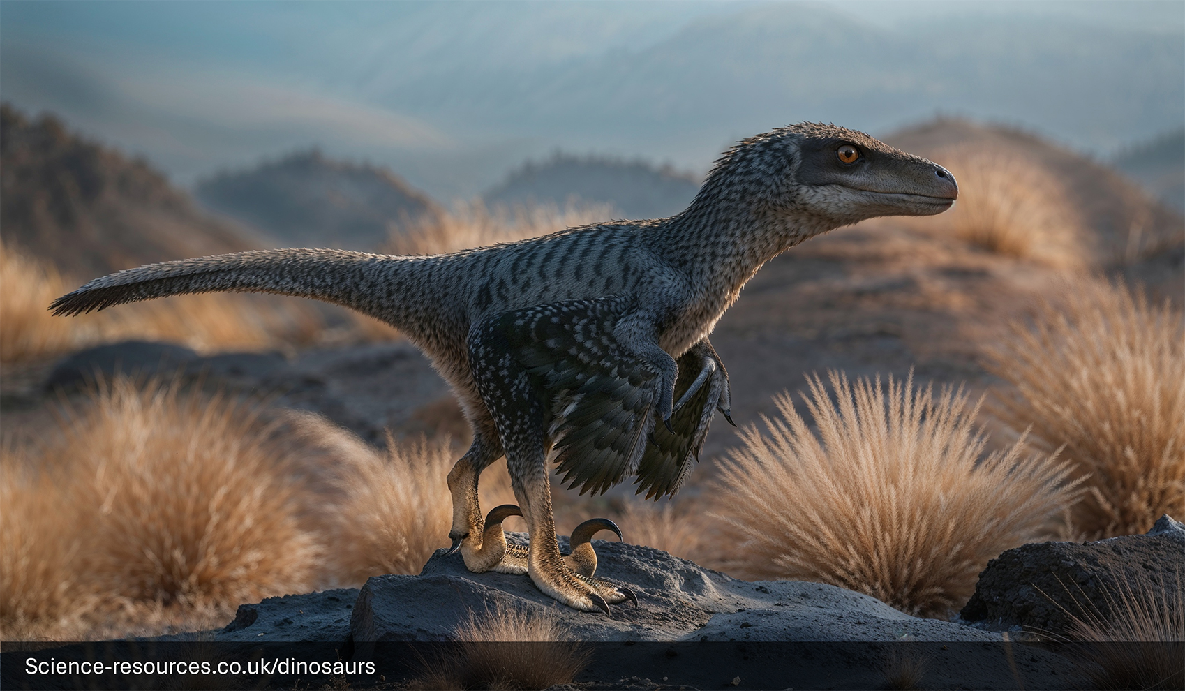 A photorealistic image depicting a modern-day Velociraptor with feathers.