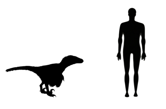 Velociraptor size compared to an adult human.